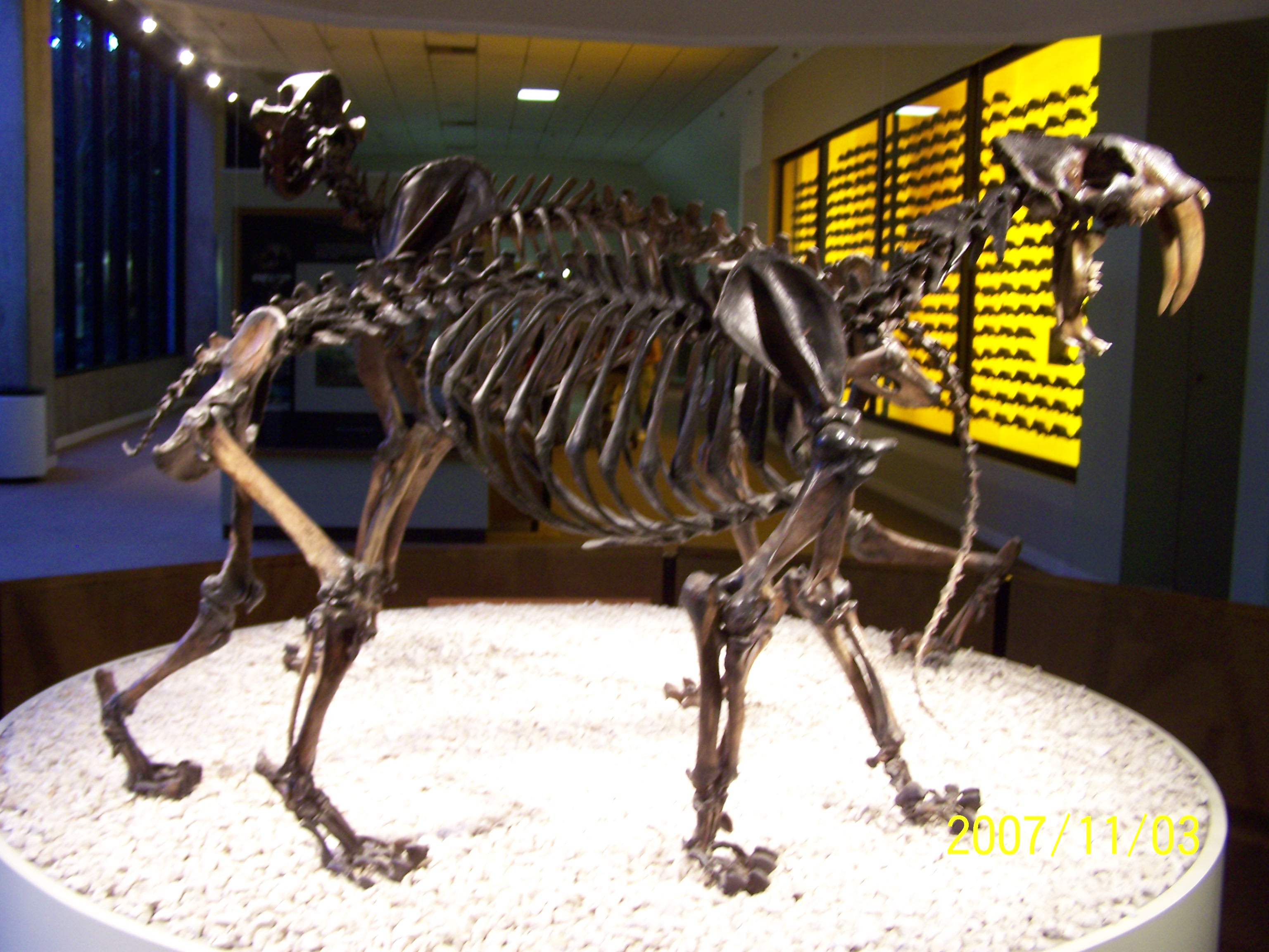 sabre_tooth_cat041.jpg